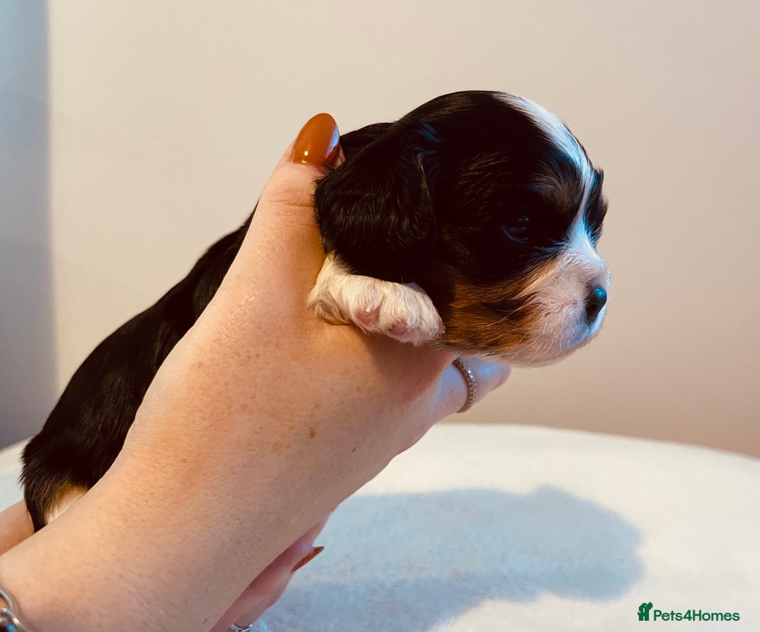 Cavalier King Charles Spaniel dogs for sale: Stunning KC Cavalier King Charles Spaniel Puppies. - Image 21