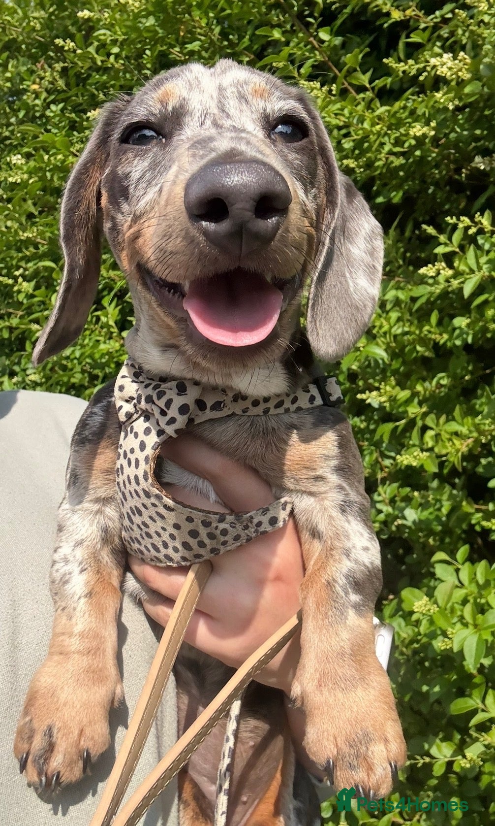 Miniature Dachshund dogs for sale: Miniature dachshund - Advert 1