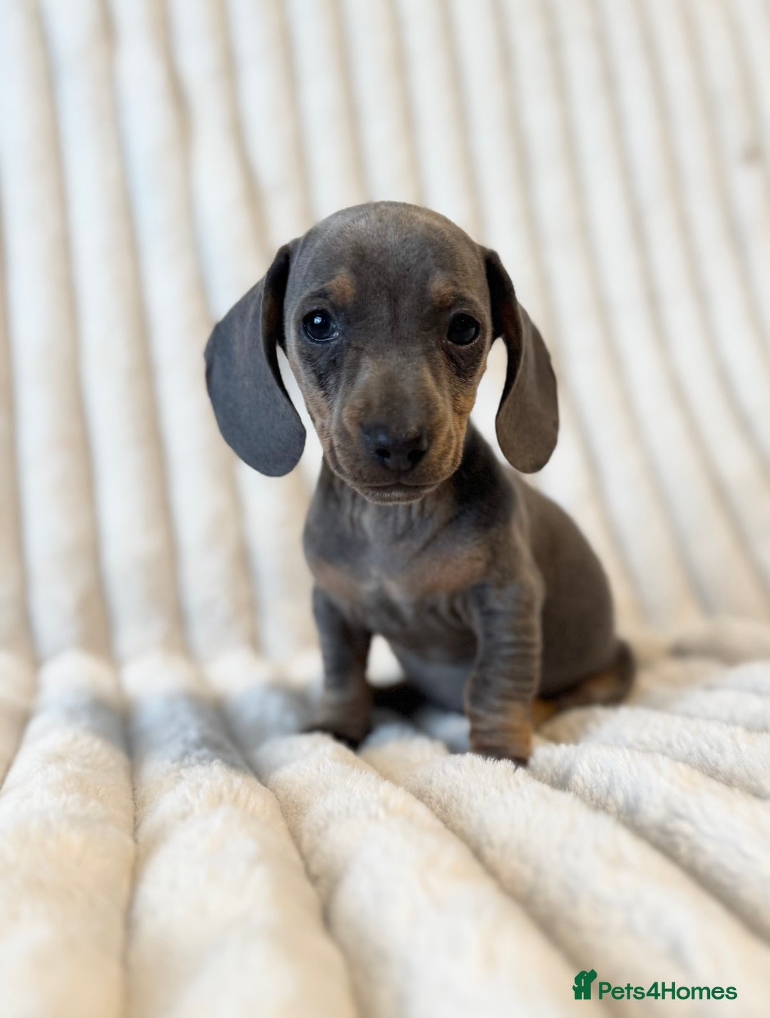 Miniature Dachshund dogs for sale: LAST 2 BOYS Miniature smooth Dachshund puppies - Image 19