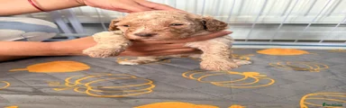 Cockapoo 2