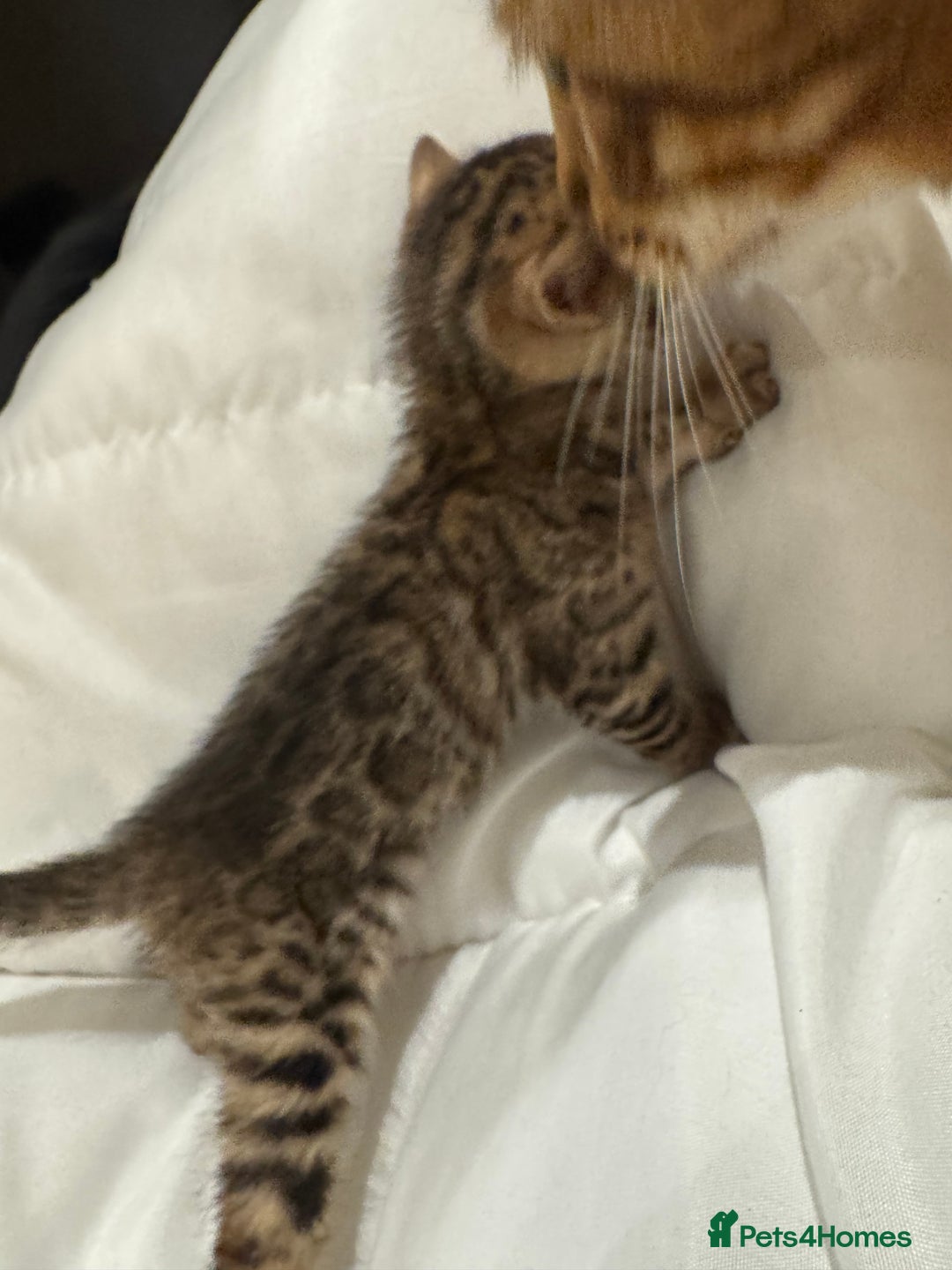 Bengal cats for sale: 💕 Pedigree Rosetted bengal kittens 💕 - Advert 20