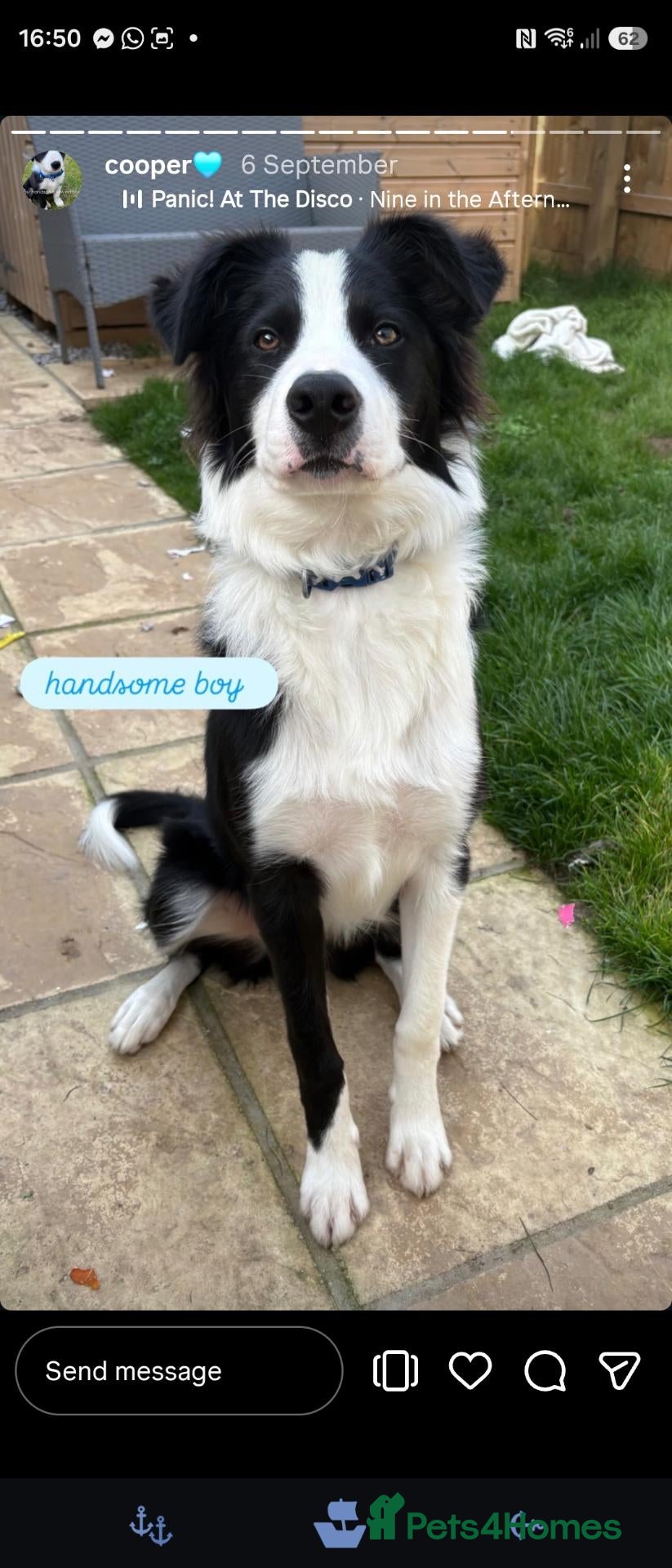 Border Collie dogs 6 month old Male Border Collie - Advert 1