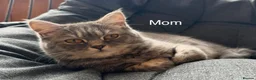 British Shorthair cats for sale: British shorthair X Persian kittens  - Advert 21