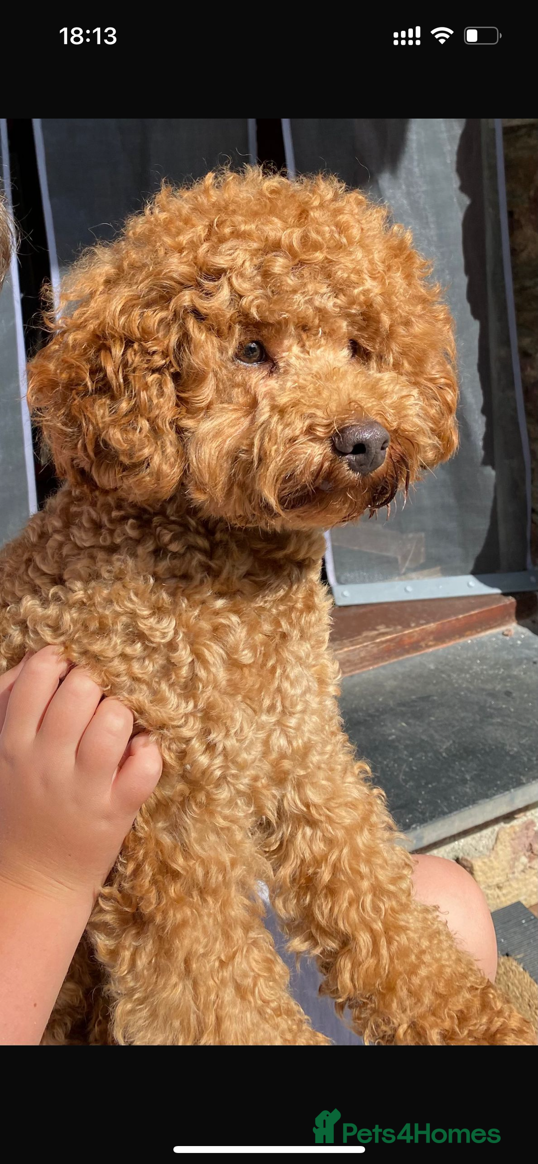 Cockapoo dogs for sale: 5 Stunning Cockapoo girls 💖 - Advert 14