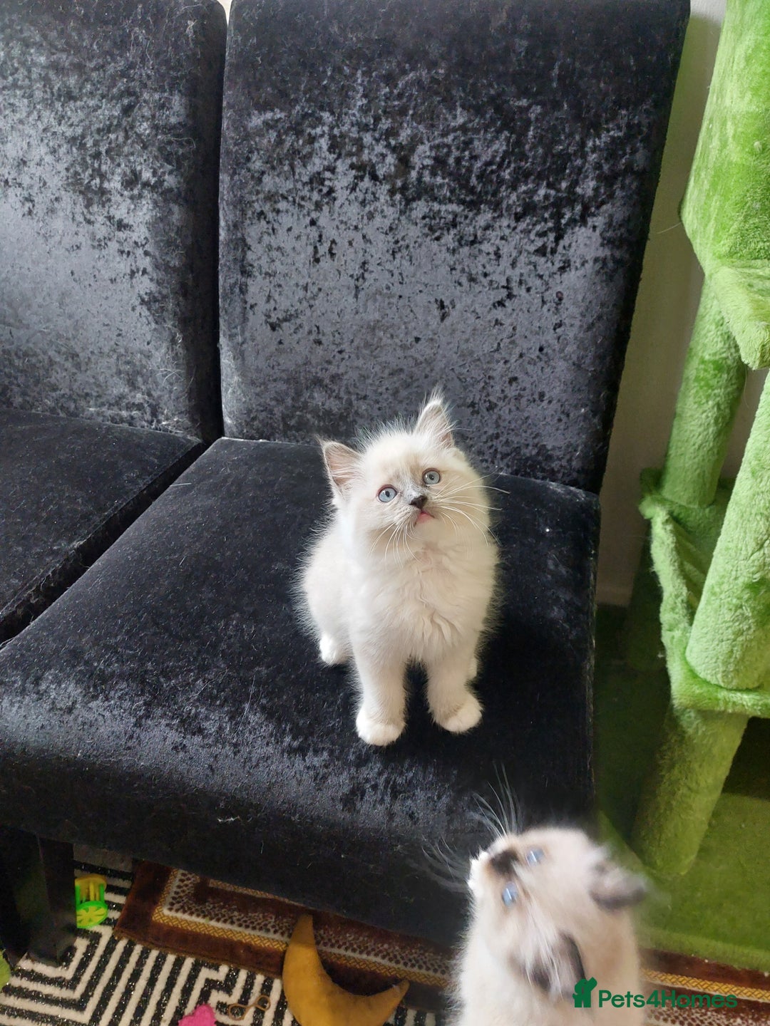 Ragdoll cats for sale: Adorable purebred original Ragdoll boy. 🐱 - Advert 5