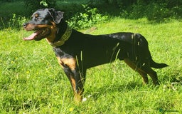 Rottweiler dogs for sale: READY NOW- Beautiful Rottweiler Puppies - Image 24