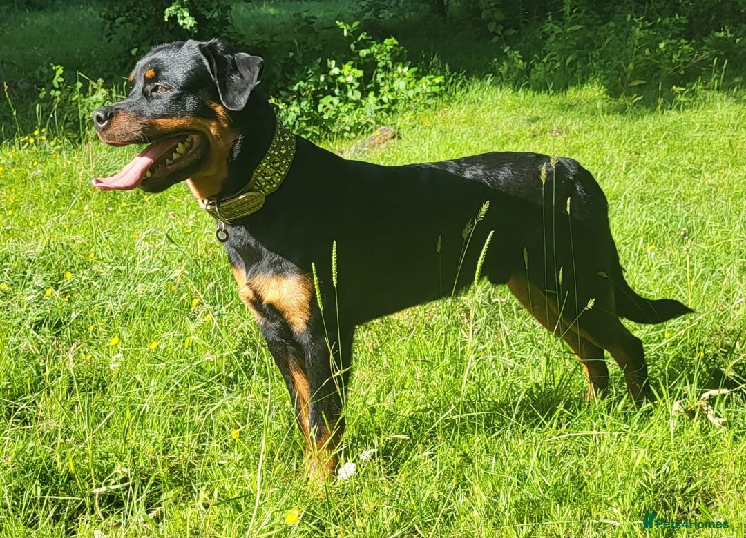 Rottweiler dogs for sale: READY NOW- Beautiful Rottweiler Puppies - Image 24