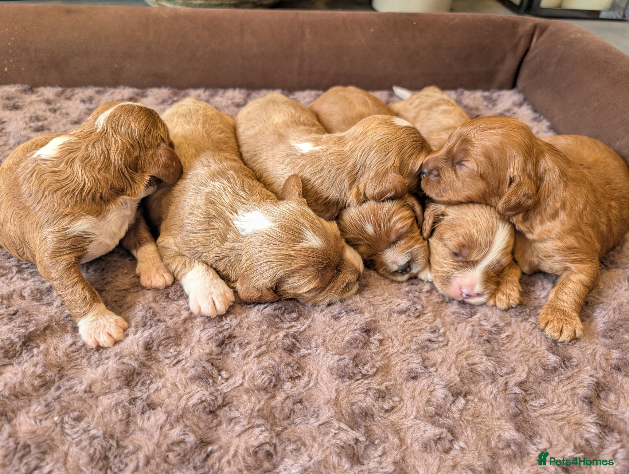 Cavapoo dogs ⭐⭐⭐⭐⭐ Adorable cavapoo puppies  - Advert 1