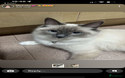 Ragdoll cats for sale: Rag doll kittens for sale 2 boys 1 girl  - Image 1