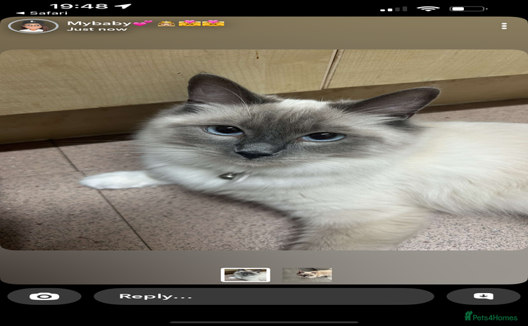 Ragdoll cats - Advert 2