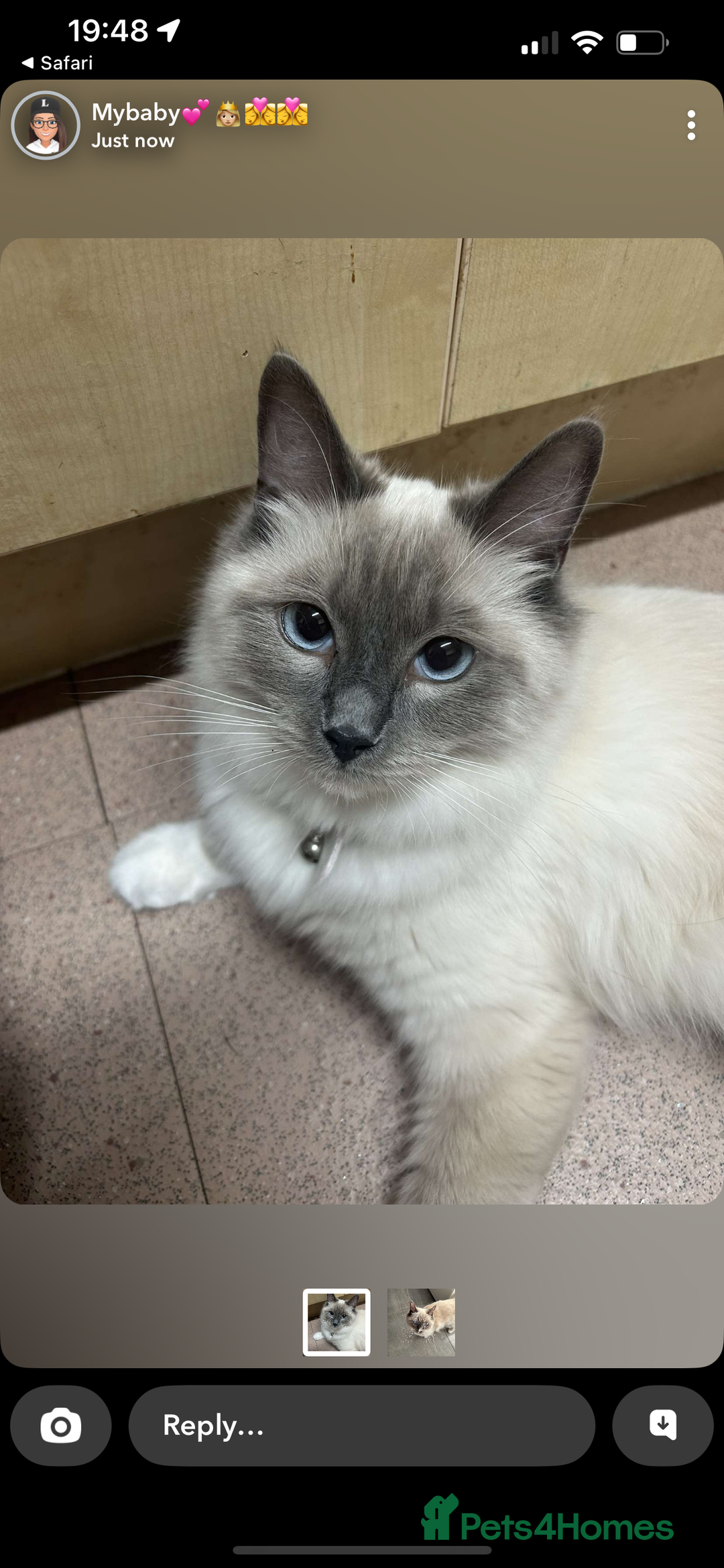 Ragdoll cats for sale: Rag doll kittens for sale 2 boys 1 girl  - Image 1