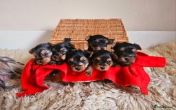 Yorkshire Terrier dogs for sale: True Miniature Yorkshire Terrier Puppies  - Advert 2