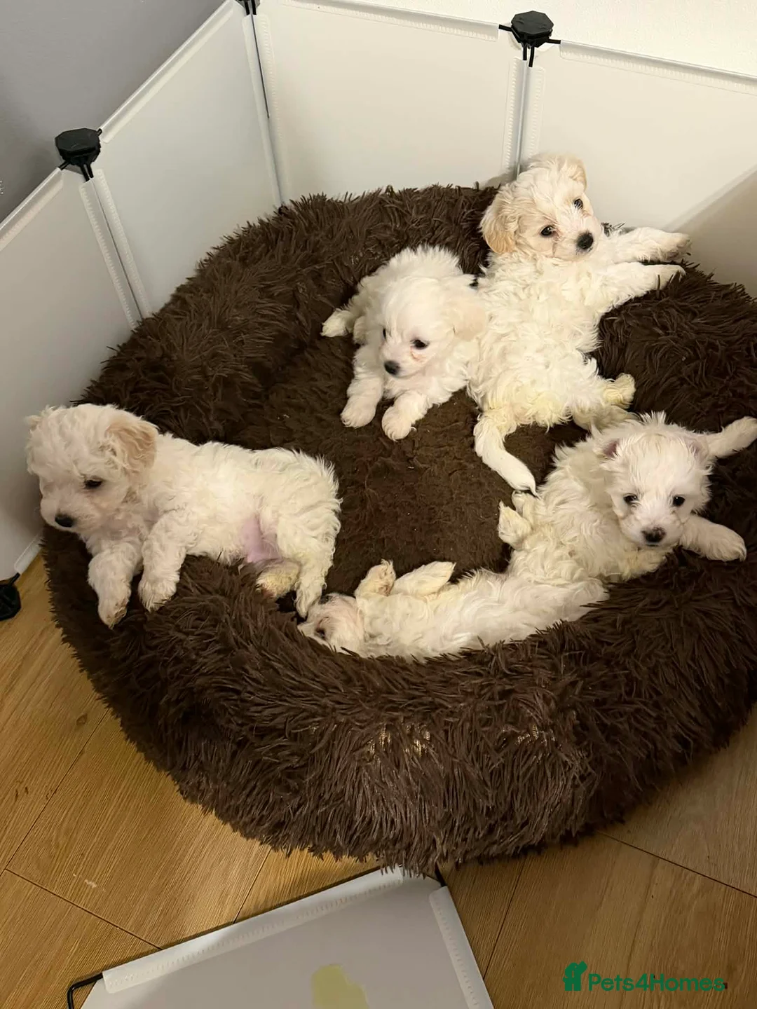Bichon Frise dogs for sale: Fluffy Bichon Puppies Ready to Steal Your Heart! - Advert 1