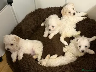 Bichon Frise dogs Fluffy Bichon Puppies Ready to Steal Your Heart! - Advert 4
