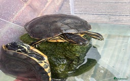Terrapin reptiles for sale: Terrapins - Image 12