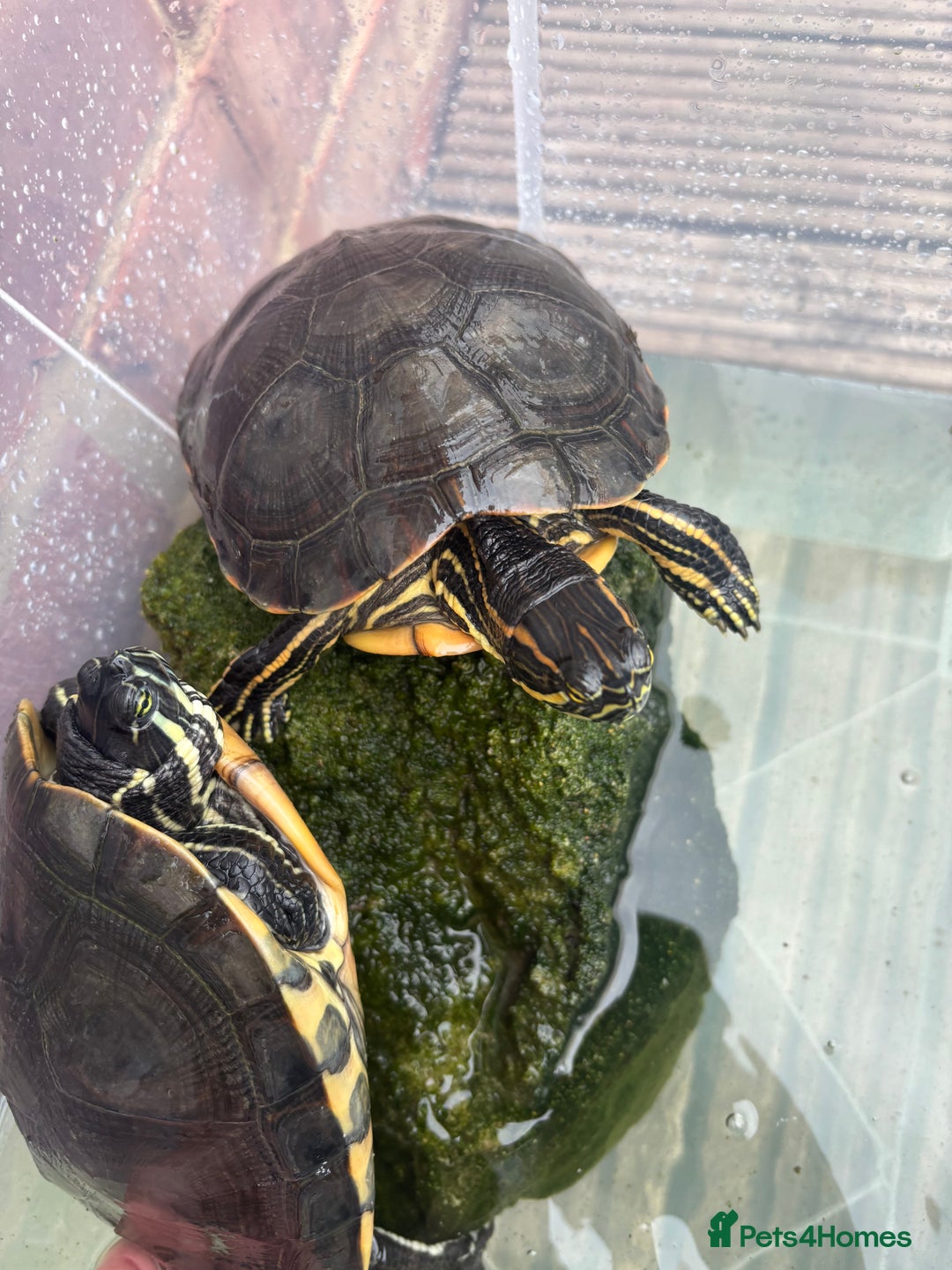 Terrapin reptiles for sale: Terrapins - Image 12