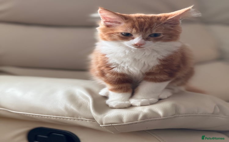 Mixed Breed cats - Advert 18