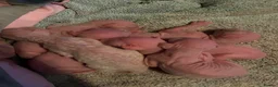 Sphynx cats for sale: Sphynx Kittens  - Advert 4