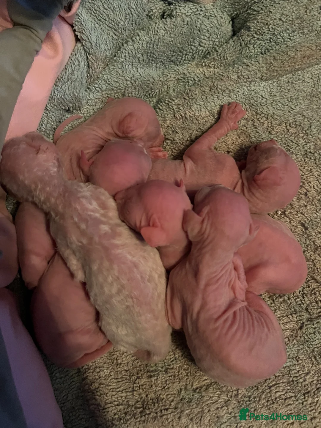 Sphynx cats for sale: Sphynx Kittens  - Advert 4