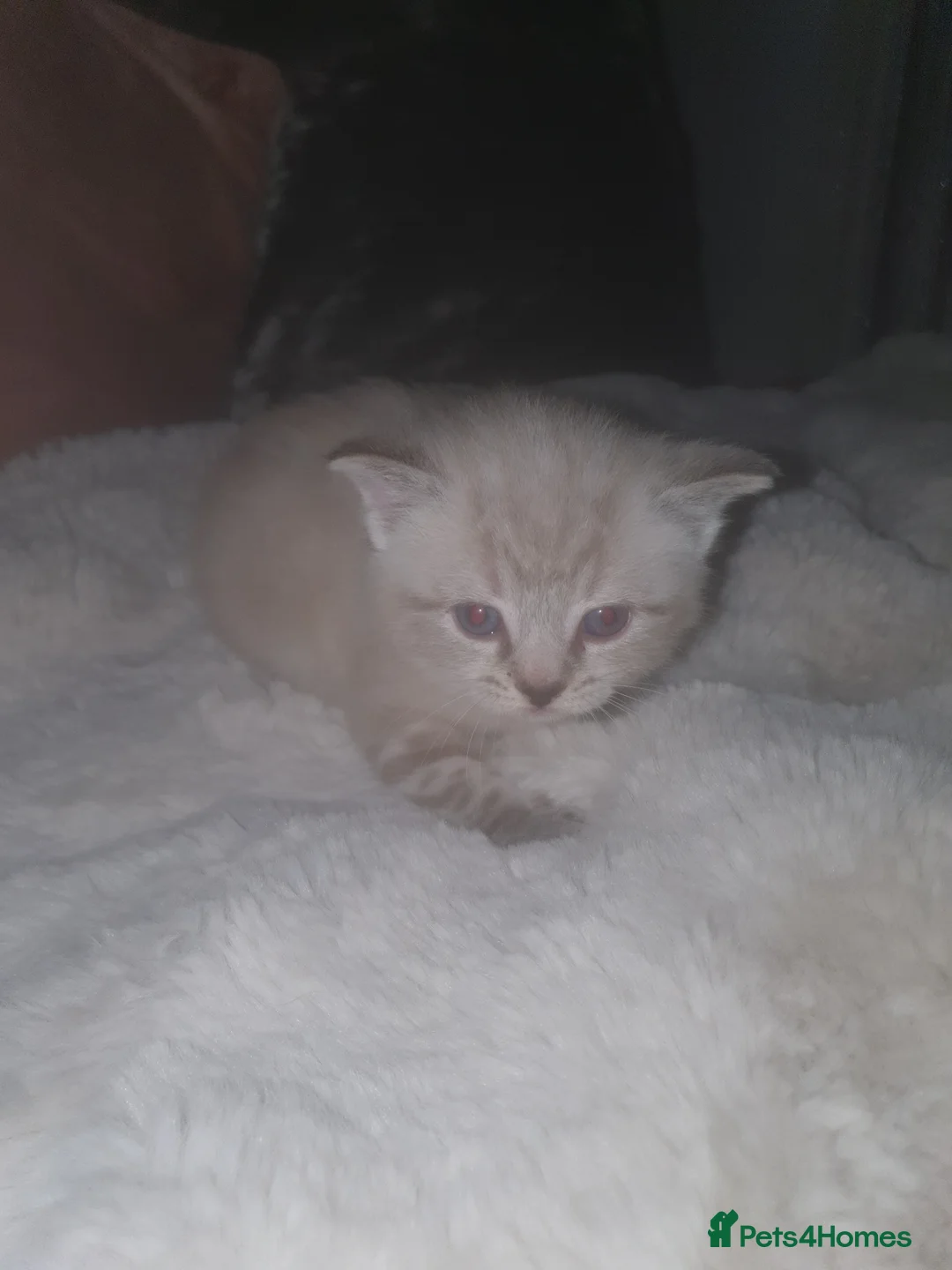 Ragdoll cats for sale: Beautiful white and grey striped Ragdoll - Advert 2