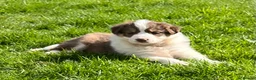 Border Collie dogs for sale: Beautiful Chocolate Tri & Lilac Tri  - Advert 6