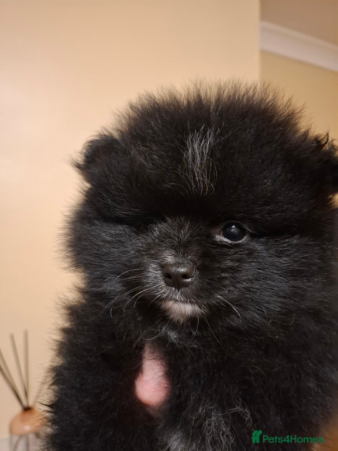 Pomeranian dogs for sale: Pomeranian puppies  - Advert 5