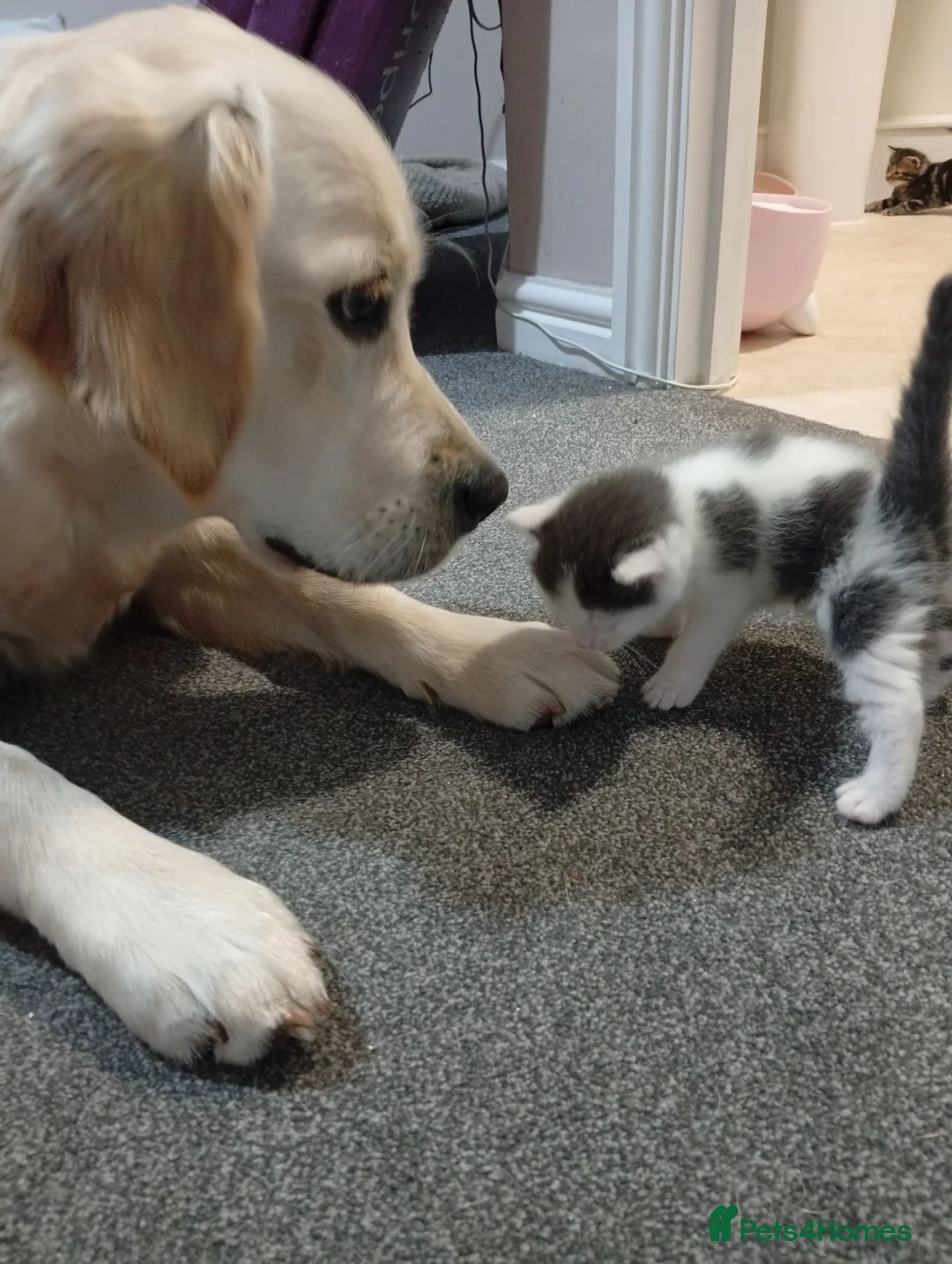 Mixed Breed cats for sale: Playful kittens ✨ - Advert 1