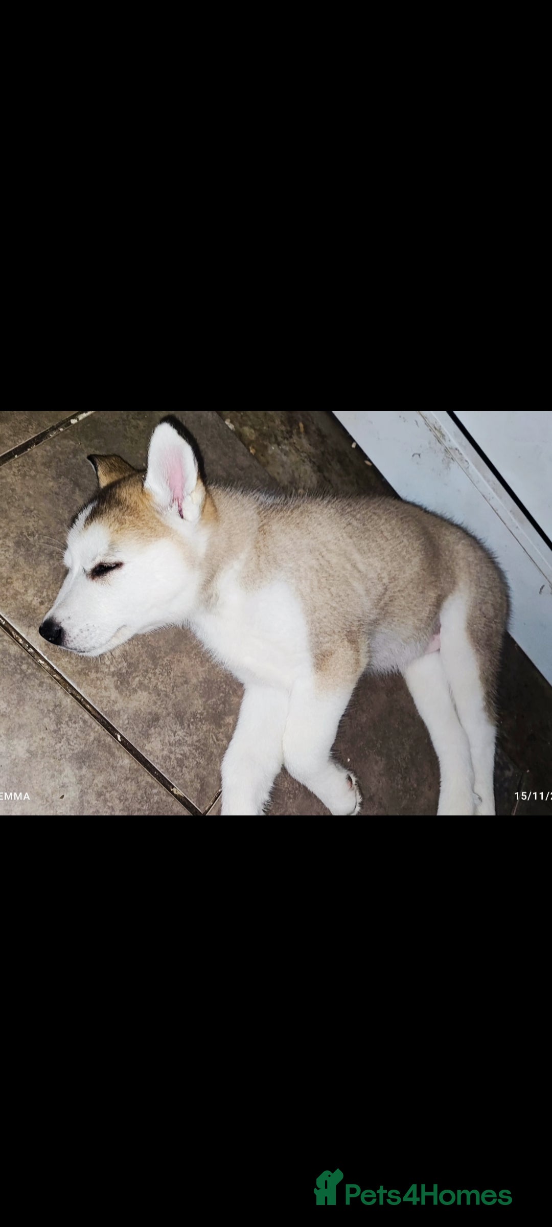 Utonagan dogs for sale: Maliky/ huskymute puppies  - Advert 13