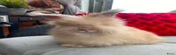Angora rabbits for sale: English Full Face Angora Kits - Advert 3