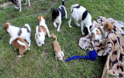 Jack Russell dogs for sale: Pure Jack Russell puppies - Image 24
