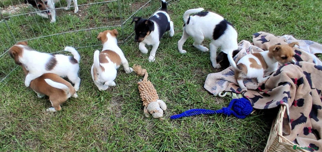 Jack Russell dogs for sale: Pure Jack Russell puppies - Image 24