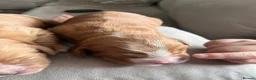 Cocker Spaniel dogs for sale: Beautiful Golden cockers free insurance with agria - Advert 18