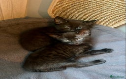 Mixed Breed cats for sale: Bombay x Tabby little girls - Image 4