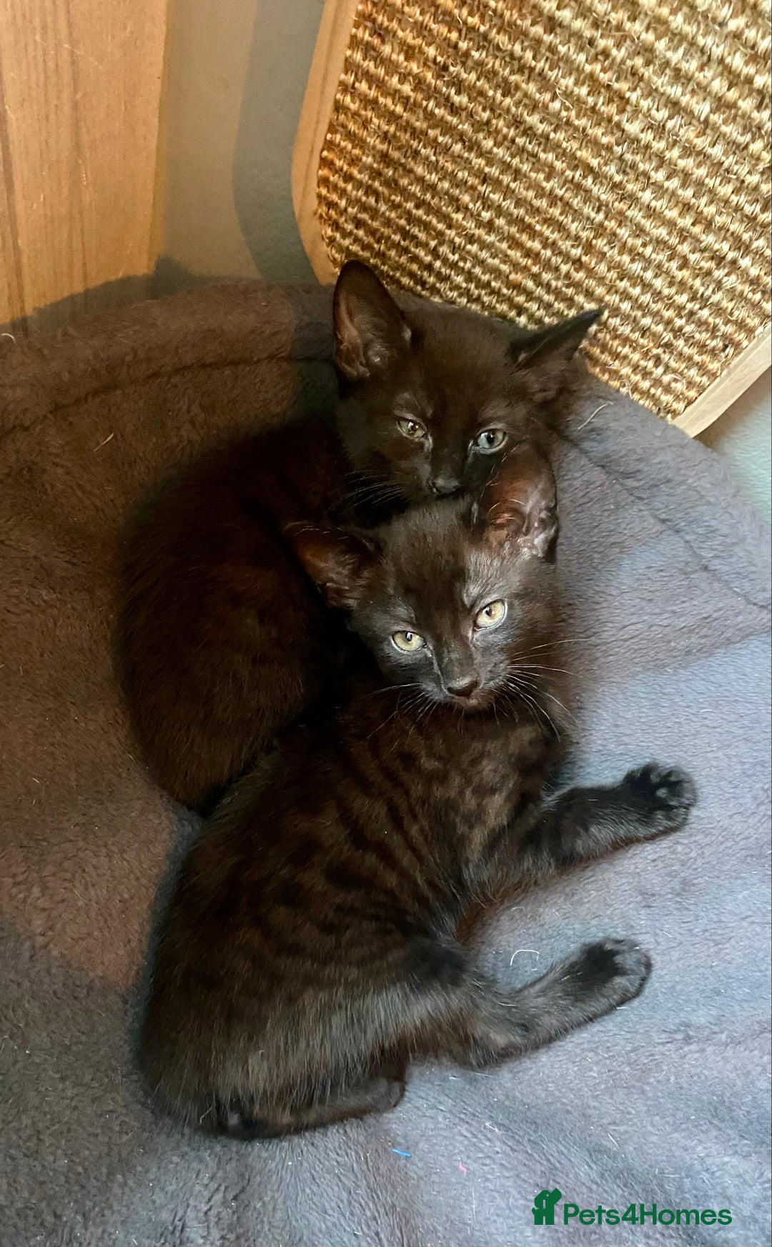 Mixed Breed cats for sale: Bombay x Tabby little girls - Image 4