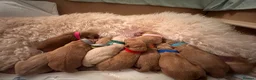 Mixed Breed dogs for sale: Australian Labradoodle puppies born 27th March  - Advert 10