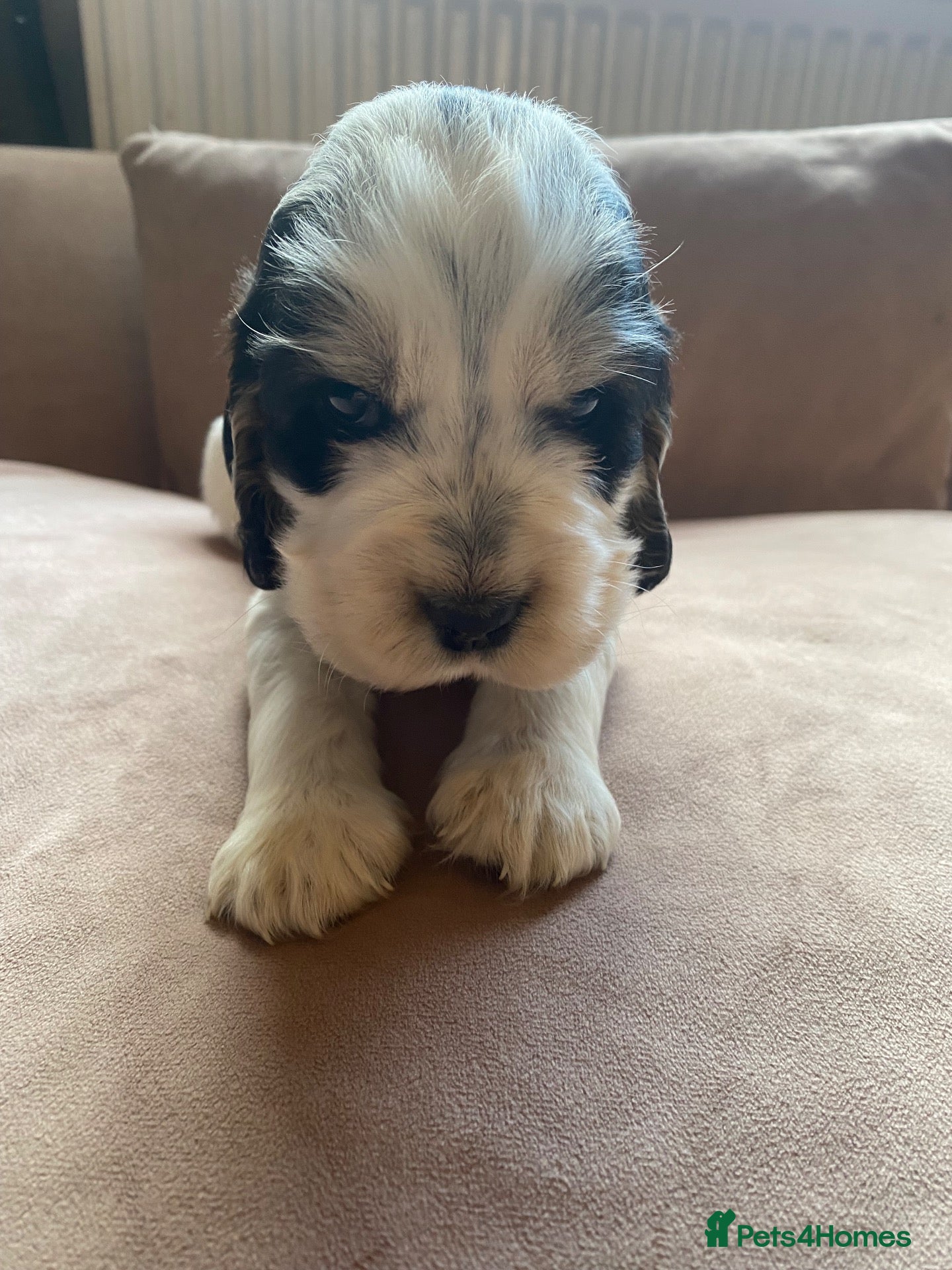 Cocker Spaniel dogs Show Type Cocker Spaniel Puppies - Advert 2