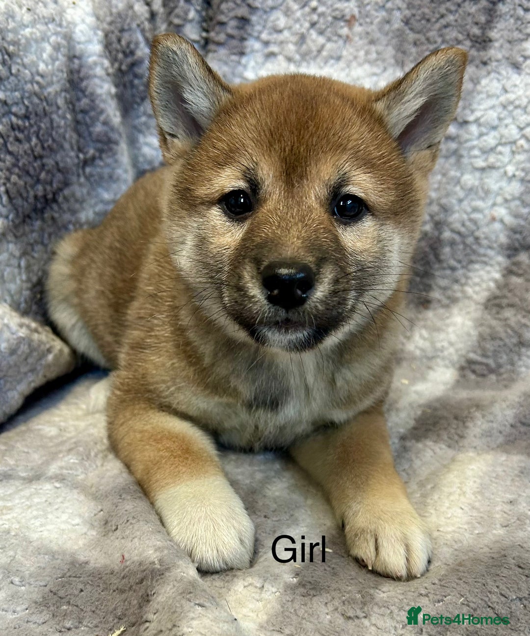 Japanese Shiba Inu dogs for sale: Stunning litter of Japanese Shiba Inu puppies  - Advert 5