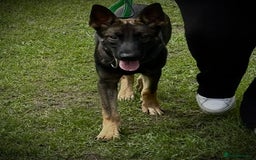 Belgian Shepherd Dog dogs for sale: Working Dutch herder puppy  - Image 1