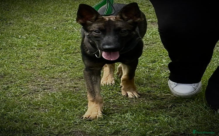 Belgian Shepherd Dog dogs - Advert 15
