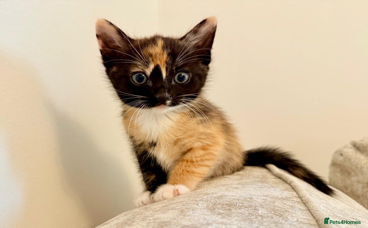 Domestic Shorthair cats in Blackpool - Advert 5