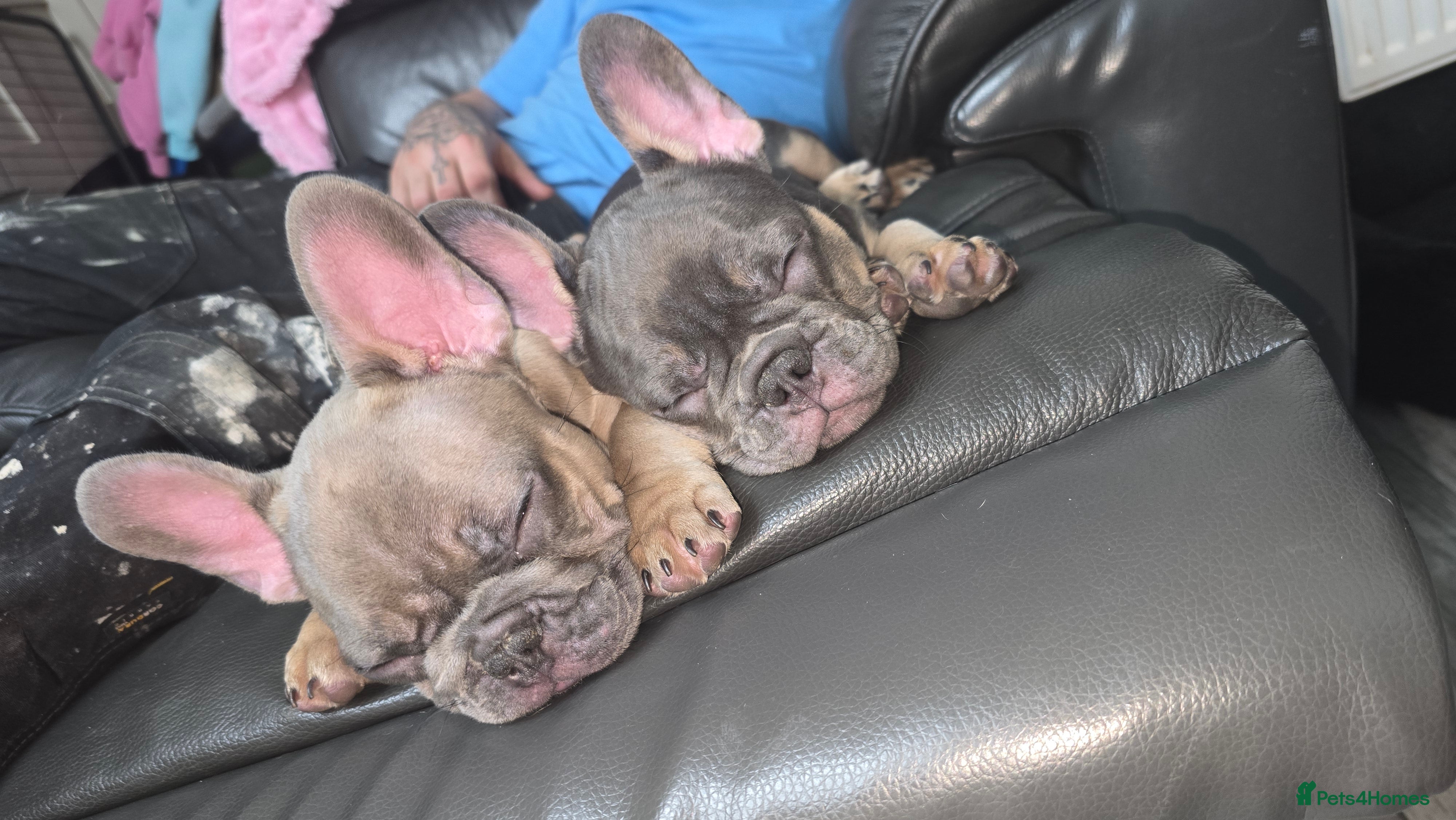 French Bulldog dogs 💜 Stunning Lilac French Bulldog Puppies Ready Now - Advert 17