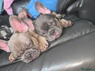 French Bulldog dogs 💜 Stunning Lilac French Bulldog Puppies Ready Now - Advert 17