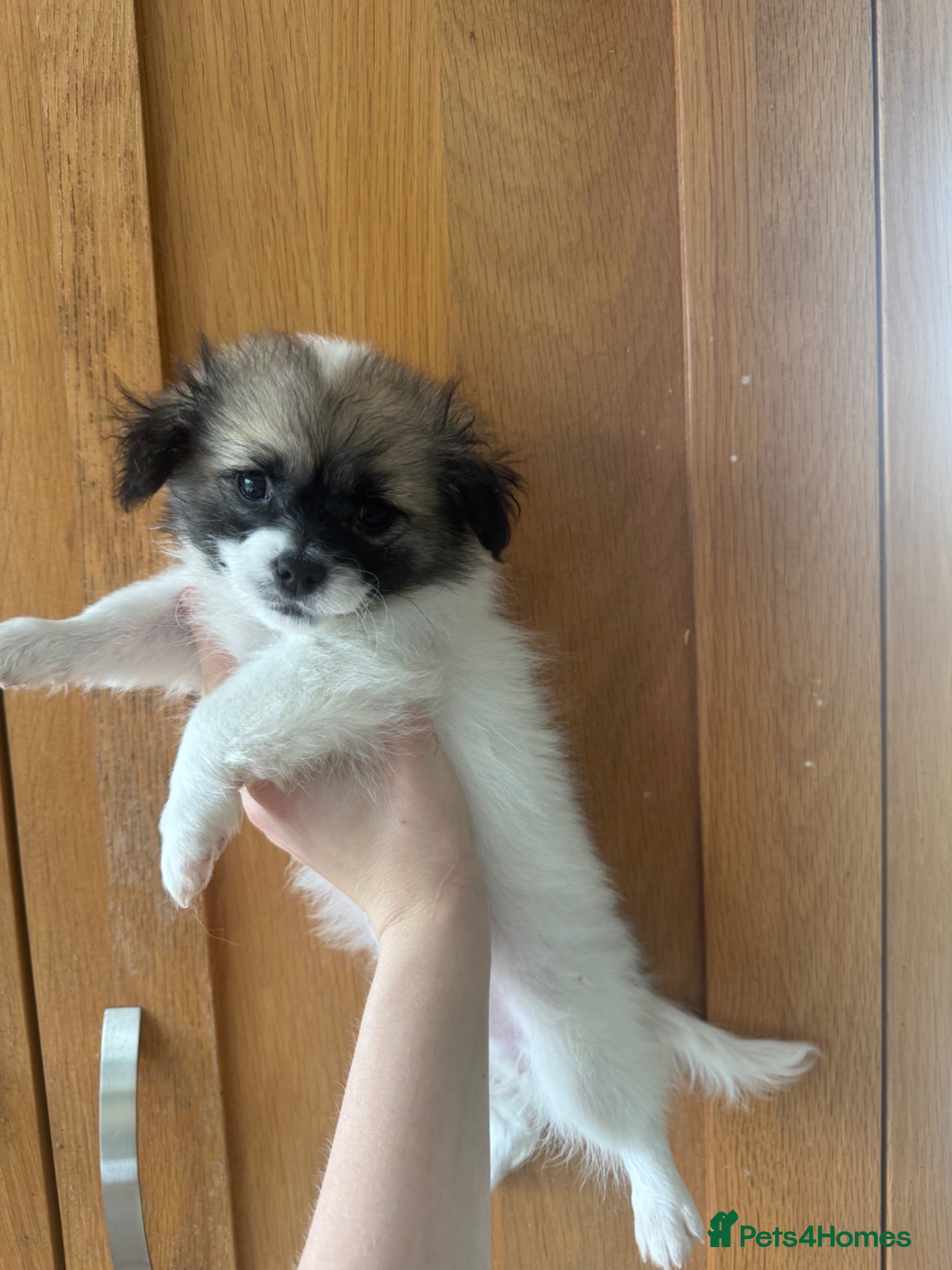 Mixed Breed dogs Shih Tzu/Pomeranian puppies - Advert 2