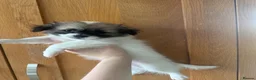 Mixed Breed dogs for sale: Shih Tzu/Pomeranian puppies - Advert 2