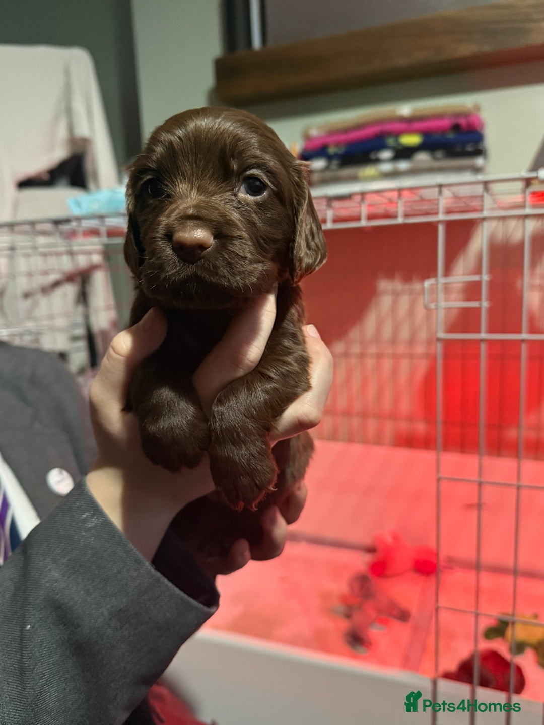 Cocker Spaniel dogs for sale: Working Cocker Spaniels - Advert 9