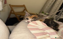 Domestic Shorthair cats for sale: Mixed Kitten female  - Image 6