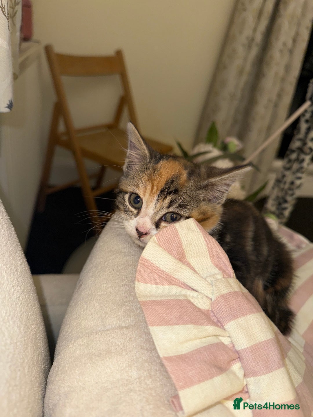 Domestic Shorthair cats for sale: Mixed Kitten female  - Image 6