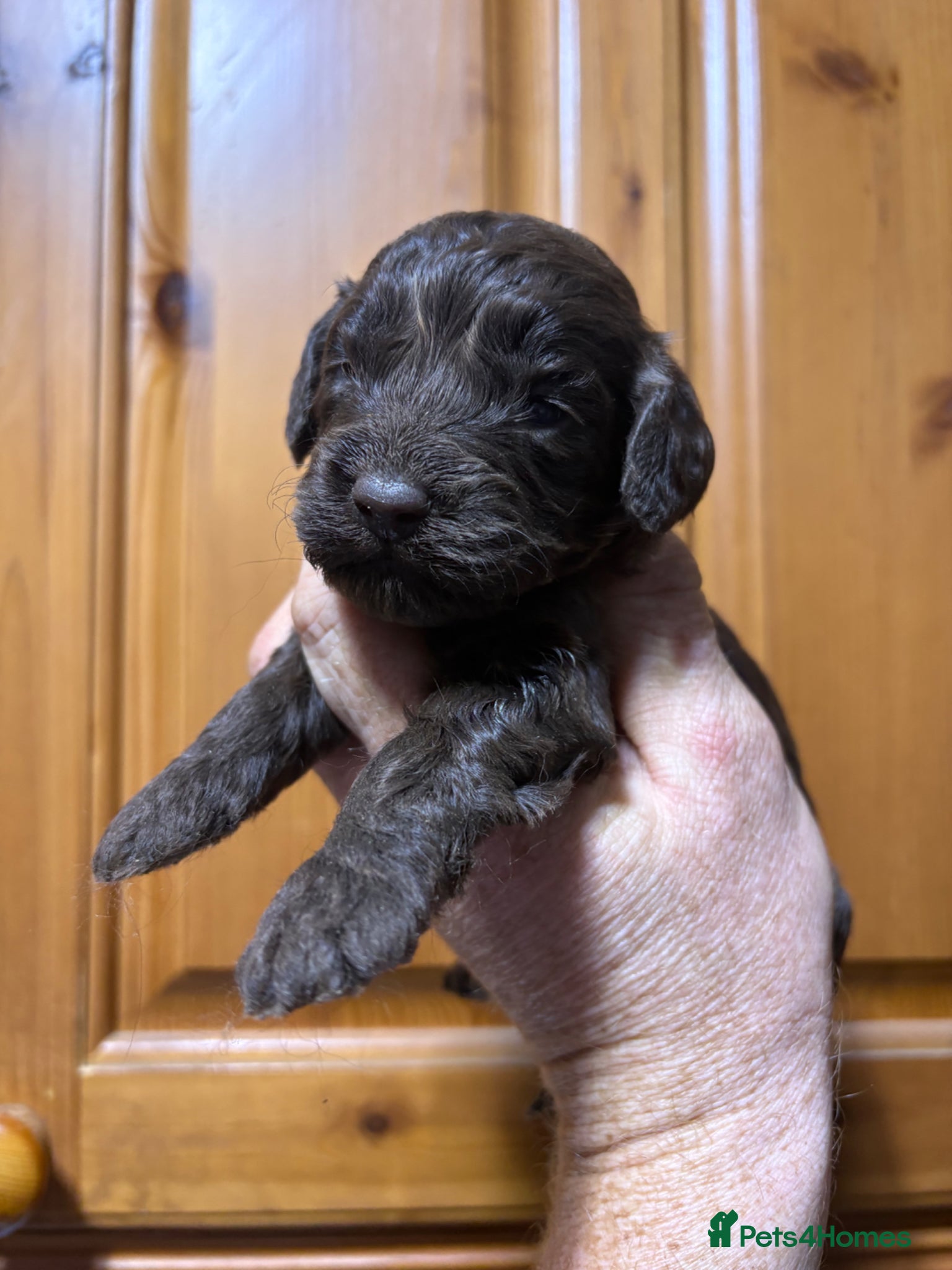 Cockapoo dogs F1 Cockapoo Pups - Advert 16