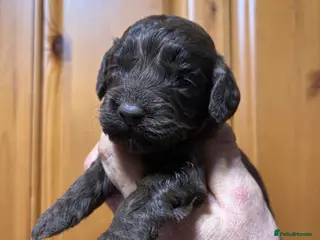 Cockapoo dogs F1 Cockapoo Pups - Advert 6