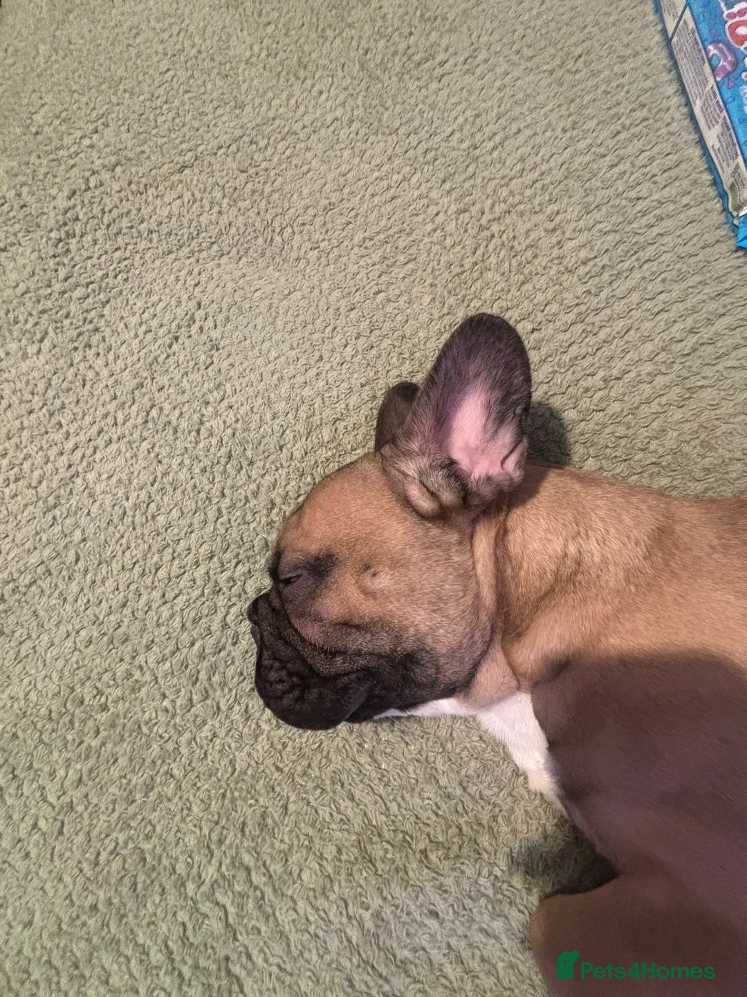 Mixed Breed dogs for sale: ROPE french bulldog  - Advert 3